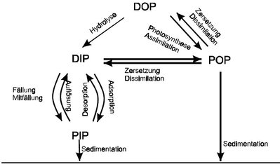 P cycle.JPG