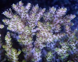 Acro3-160x128.jpg