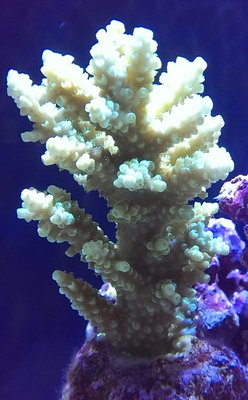 Acropora Batunai