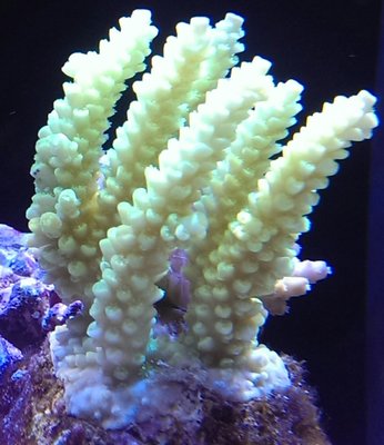 Acropora Mix