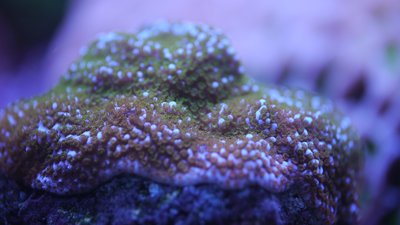 Montipora Sunset.jpg