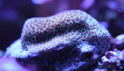 Montipora DragonSkin.jpg