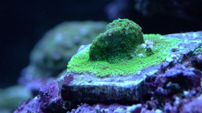 Montipora Australiensis.jpg