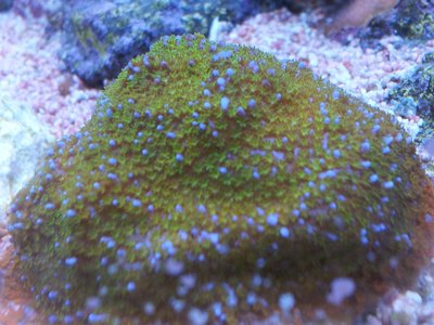 Montipora-danae.jpg