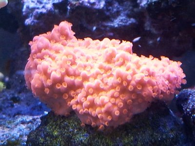 Montipora-spp.jpg