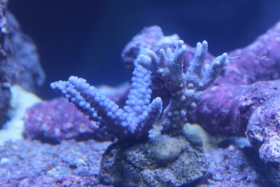 Ac.Gomezi und montipora digitata Silverblue mix