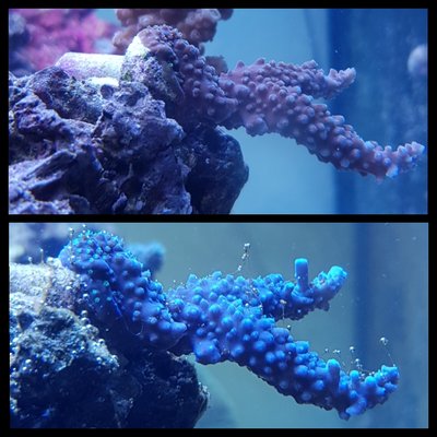 Acropora Black Steel Stag