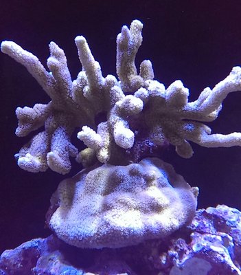 Montipora Digitata - In Wirklichkeit viel Rötlicher