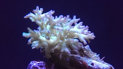 Pocillopora damicornis