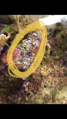 775603DB-1E72-4AC2-9911-13D3E0E14C7C.jpeg (201.03 KiB) 14911 mal betrachtet So hat sich dass das letzte mal ausgebreitet