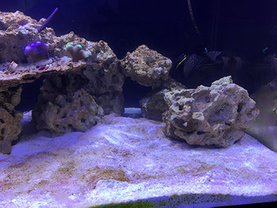 AquaSango (1).JPG