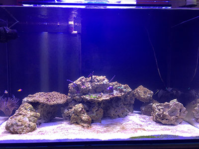 AquaSango (2).JPG