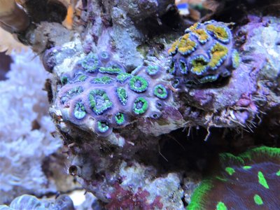 Acanthastrea.JPG