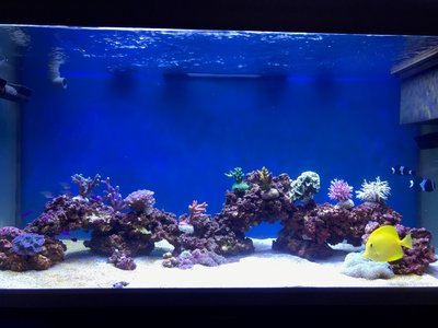 IMG_5244 (Large).JPG