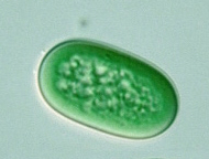 Synechococcus.jpg