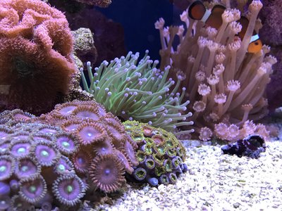 zoas.jpg