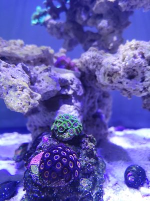 zoas.jpg