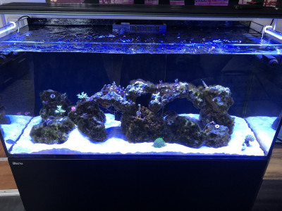 Red Sea Reefer 350.JPG