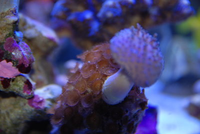 DSC_0778.JPG