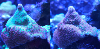 Porites_vorher_nachher.jpg