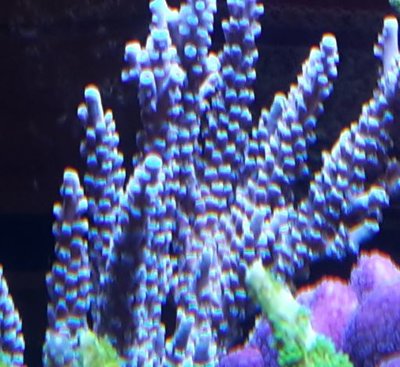 Lichtseite acro.JPG