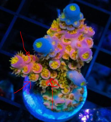 Acropora.PNG