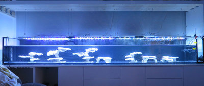 20160102-reeftank-0003.jpg