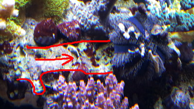 Mespilia globulus.jpg
