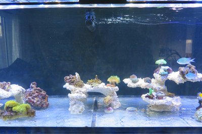 20160109-reeftank-0002.jpg