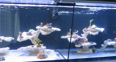 20160109-reeftank-0003.jpg