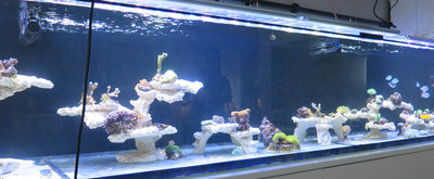 20160109-reeftank-0007.jpg