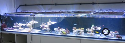 20160109-reeftank-0001.jpg