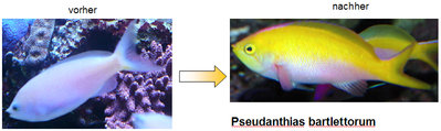 Pseudanthias bartlettorum.jpg