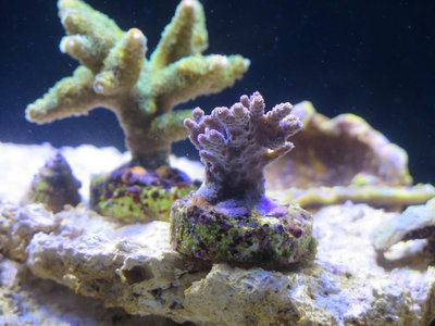 20160114-reeftank-0002.jpg