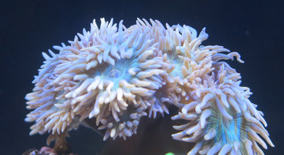 20160114-reeftank-0004.jpg