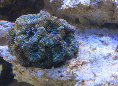 20160114-reeftank-0005.jpg