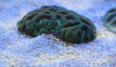 20160114-reeftank-0006.jpg