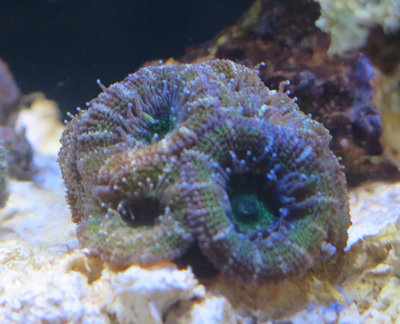 20160114-reeftank-0007.jpg