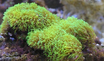 20160114-reeftank-0010.jpg