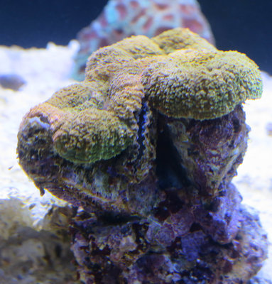 20160114-reeftank-0011.jpg