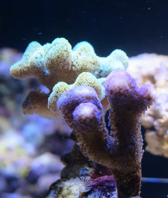 20160114-reeftank-0013.jpg