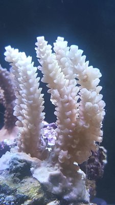 Acropora.jpg