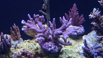 DSC_0175.jpg