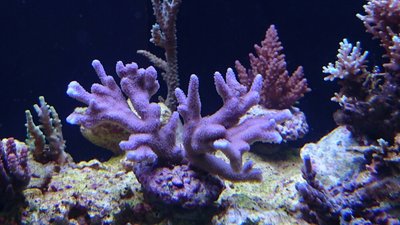 DSC_0184.jpg