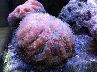 SANGOKAI Acanthastrea