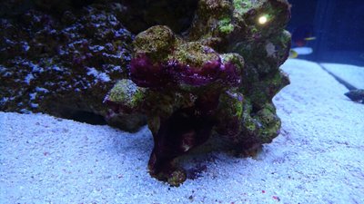 DSC_0227.jpg