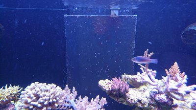 DSC_0231.jpg