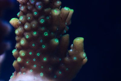 Acropora Samoensis