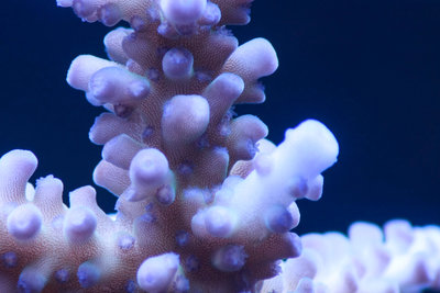 Acropora Loisetteae