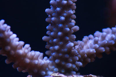 Acropora Gomezi